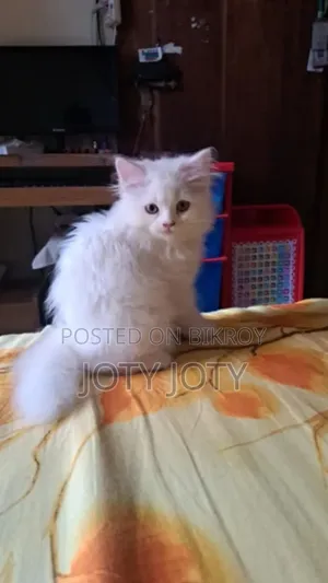 ১-৩ মাসের স্ত্রী খাঁটি পার্সিয়ান