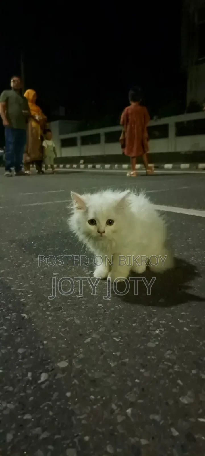 ১-৩ মাসের স্ত্রী খাঁটি পার্সিয়ান