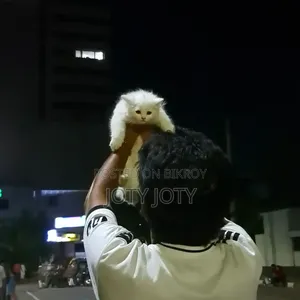 ১-৩ মাসের স্ত্রী খাঁটি পার্সিয়ান