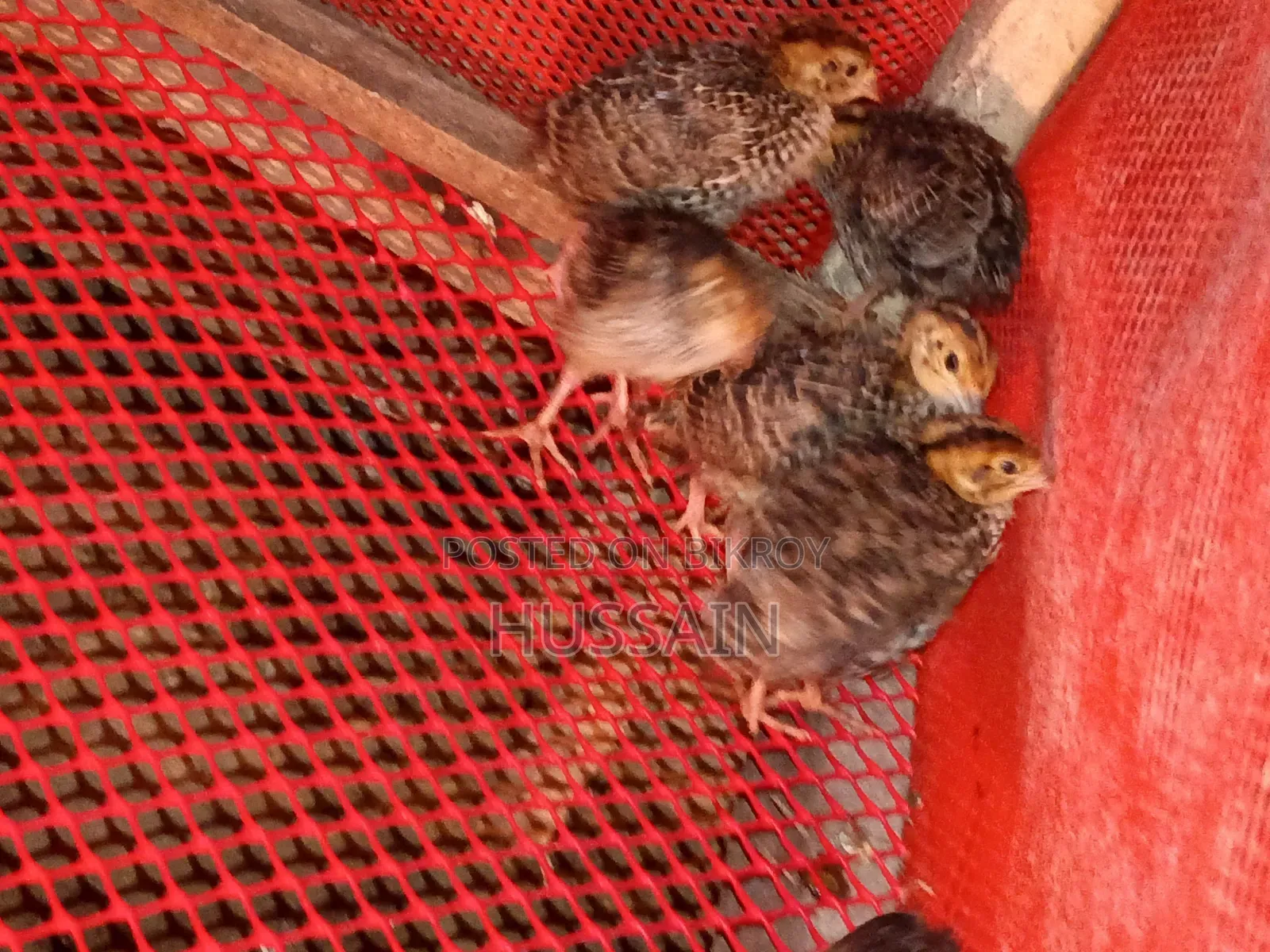 Quail birds for sale