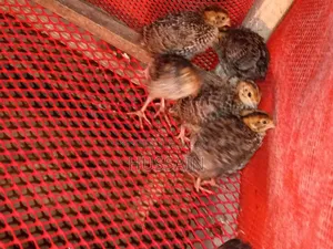 Quail birds for sale