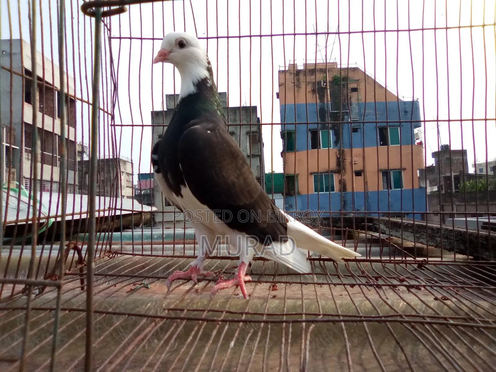 পুতুল গররা বেবি