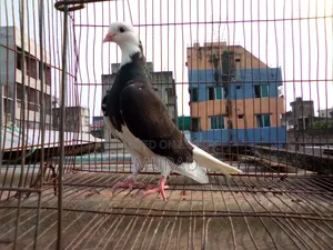 পুতুল গররা বেবি