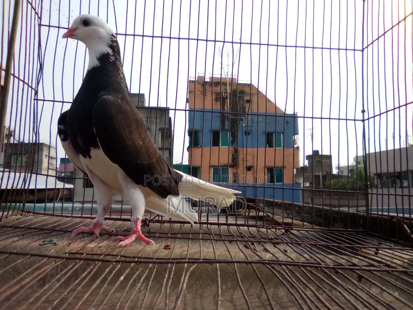 পুতুল গররা বেবি
