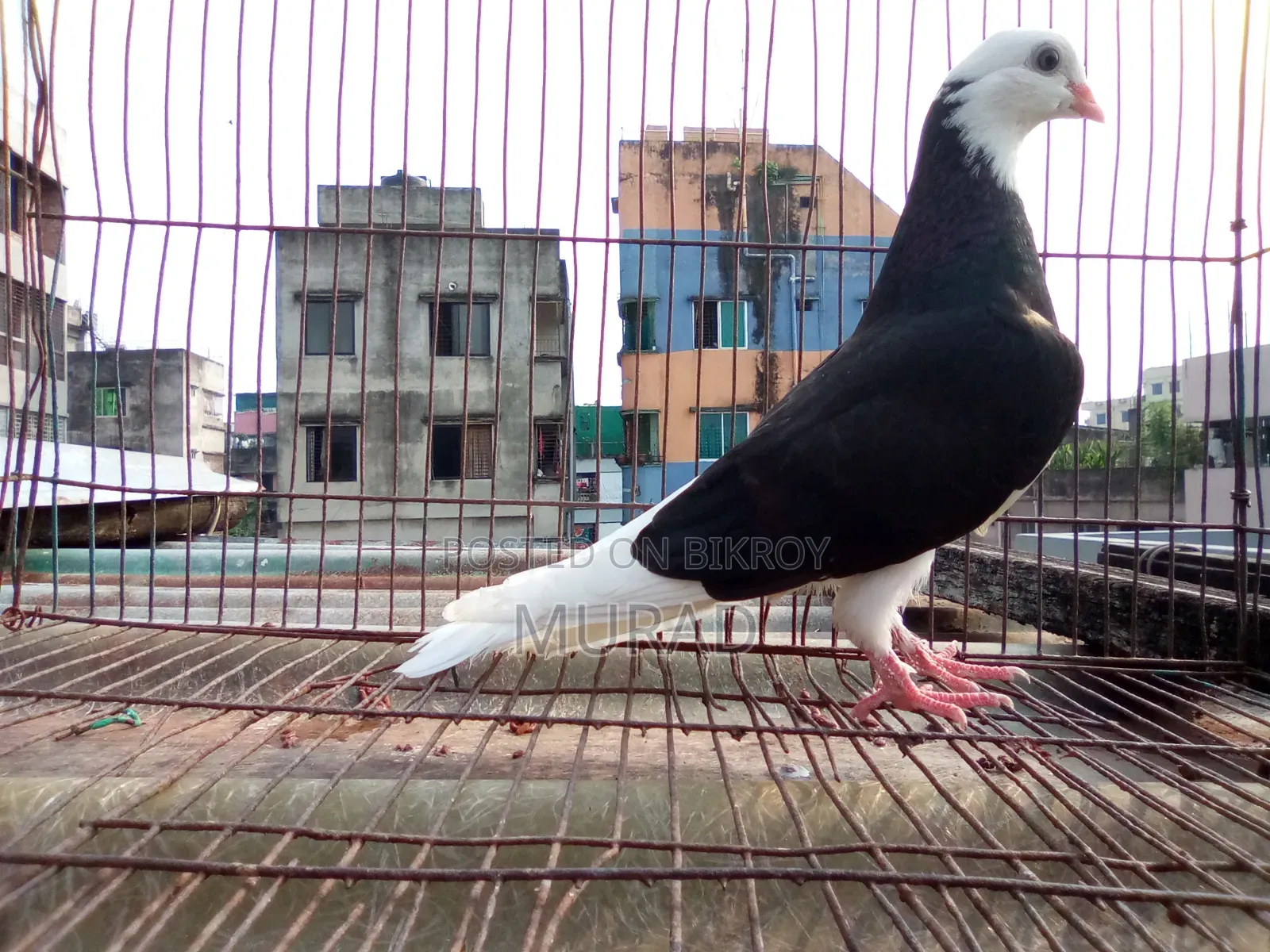 পুতুল গররা বেবি