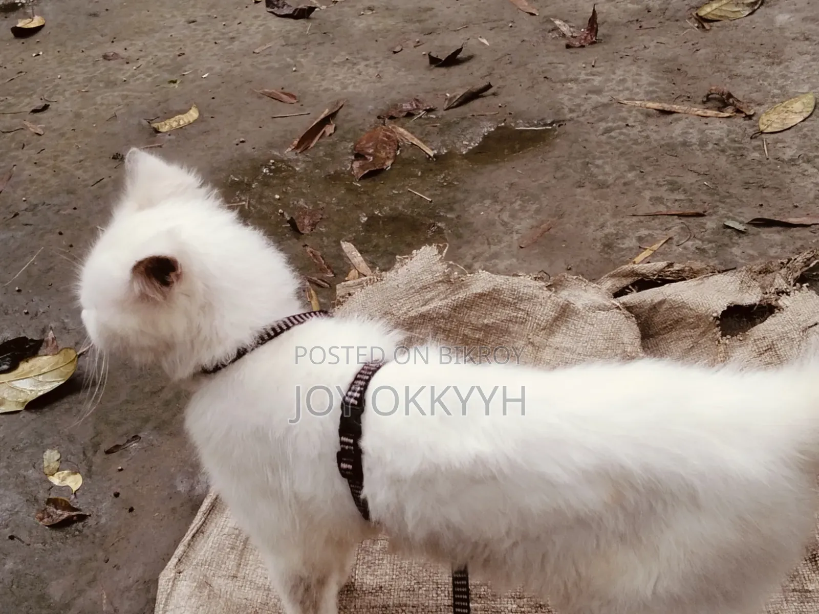 ৬-১২ মাস বয়সী পুরুষ বিশুদ্ধ পার্সিয়ান