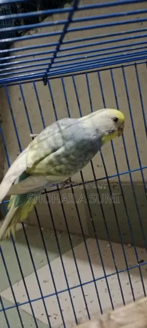 বিক্ষ্রির জন্য পাখি