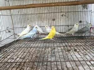 বাজরিকা পাখি