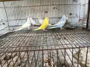 বাজরিকা পাখি
