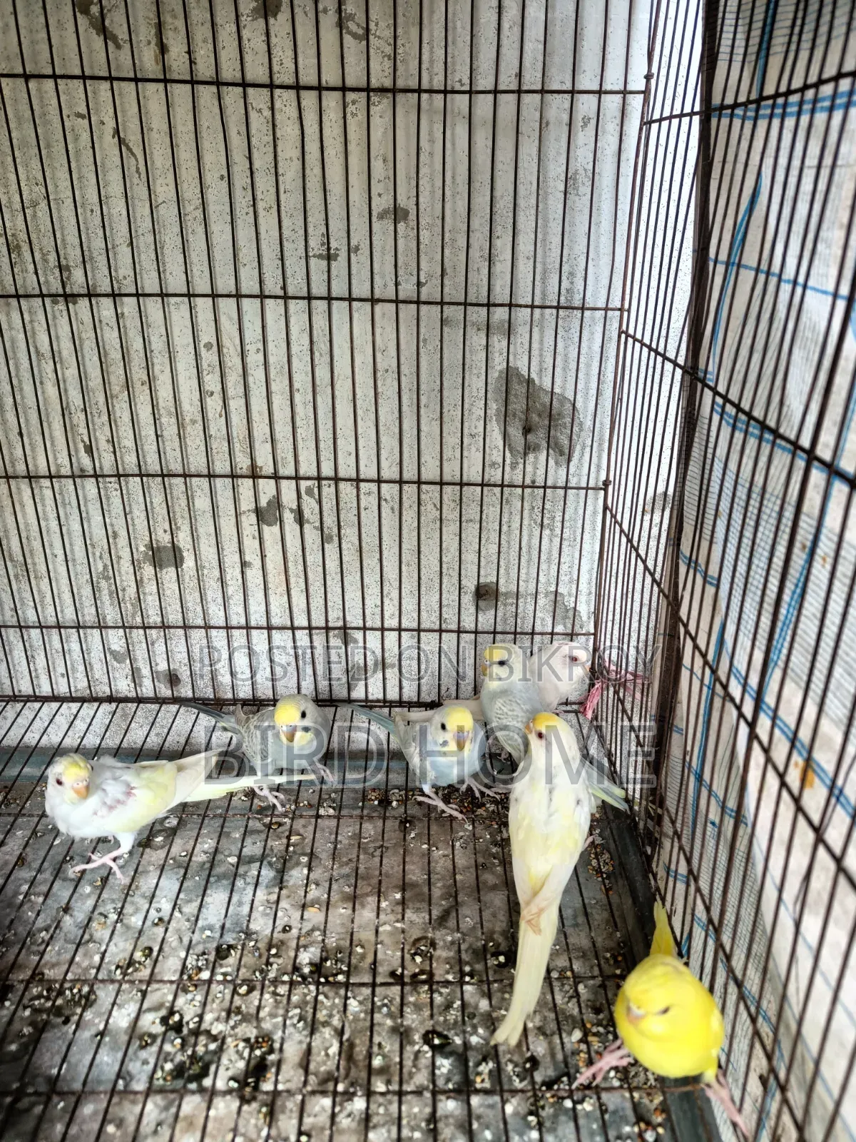 বাজরিকা পাখি