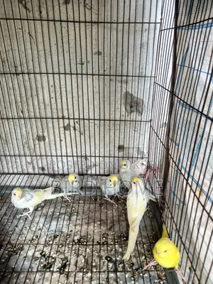 বাজরিকা পাখি