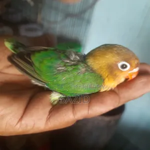 লাভবার্ড এবং জাভা টেম সাইজ বেবি