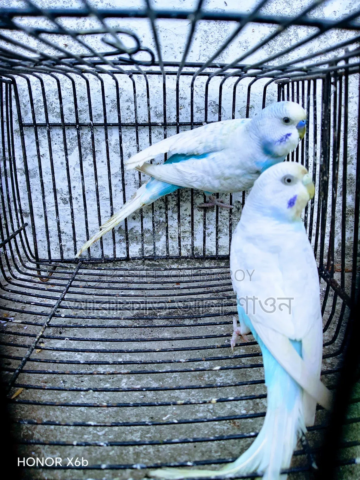 একজোড়া রানিং ক্লিয়ার উইং ভায়োলেট বাজিকার পাখি বিক্রি হবে