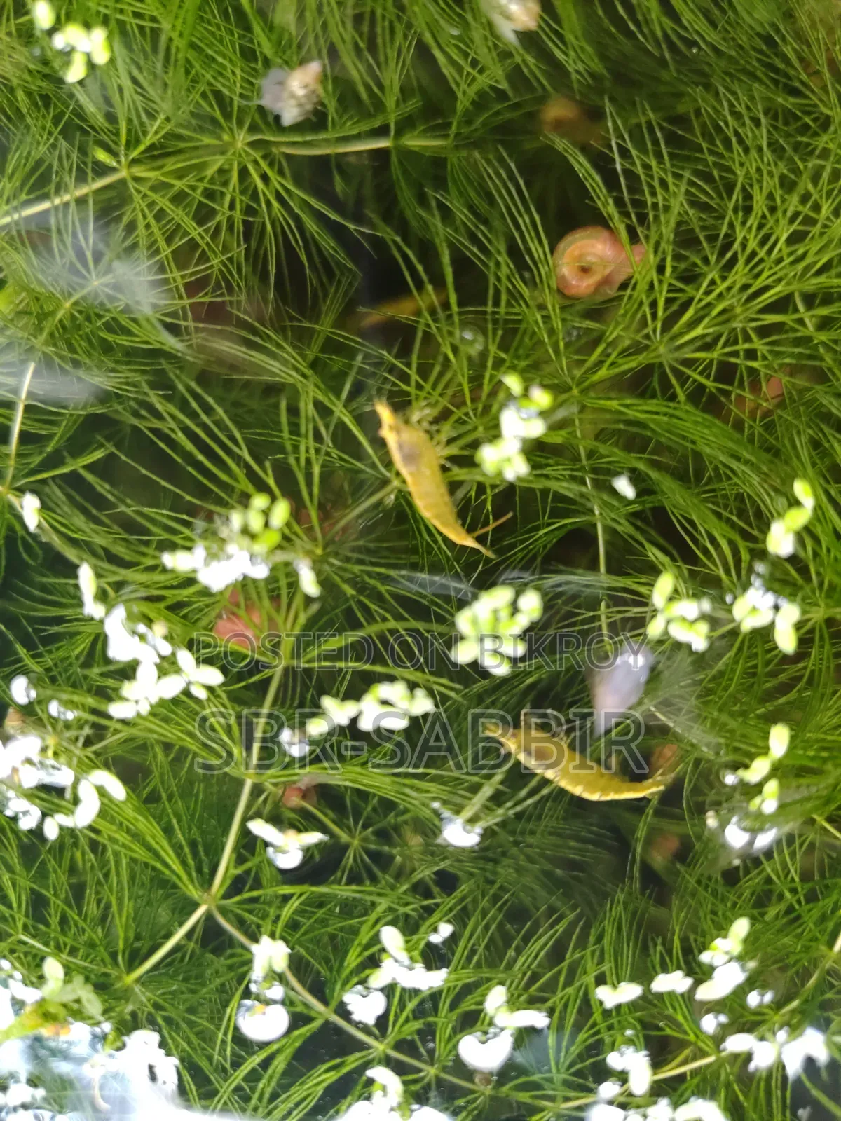 গোল্ডেন লাইন চিংড়ি