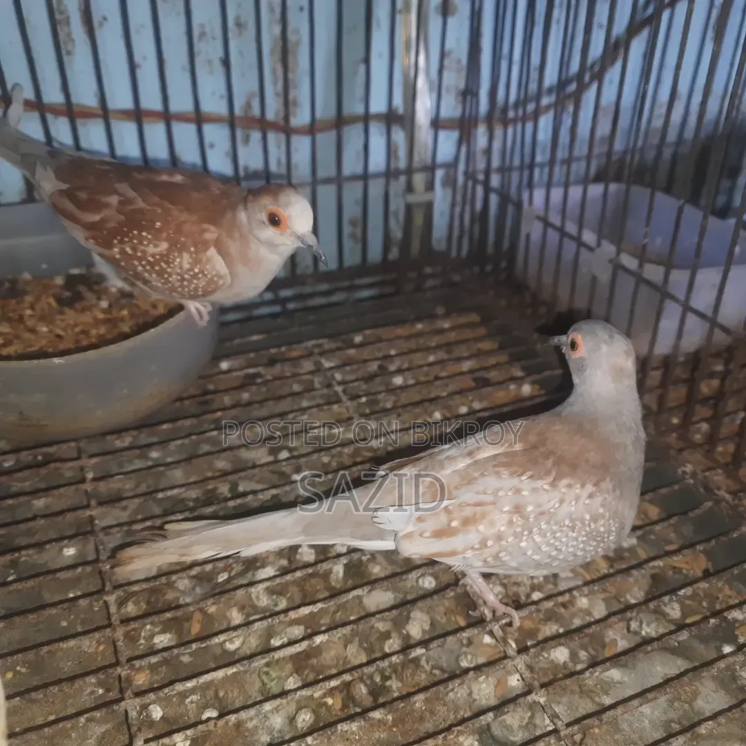 Red Diamond Running Pair