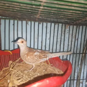 Red Diamond Running Pair