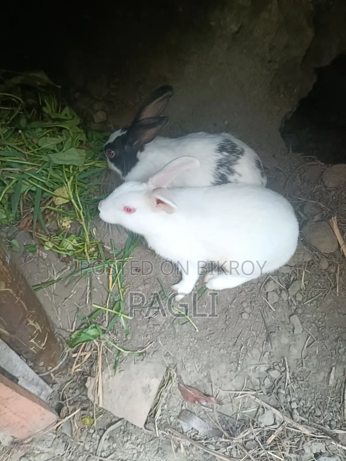 12 Rabbits
