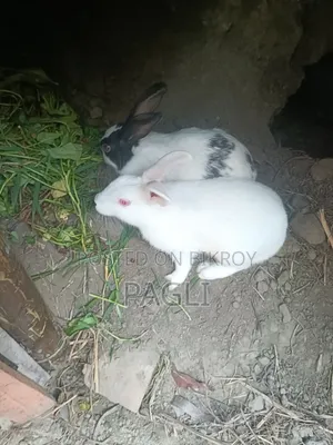 12 Rabbits