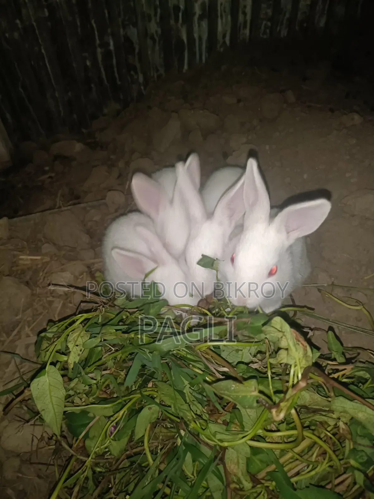 12 Rabbits