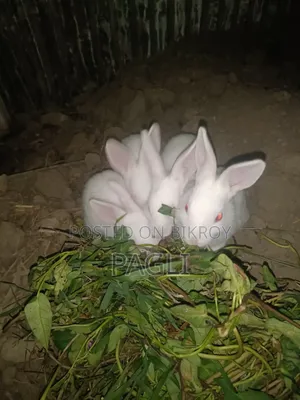 12 Rabbits