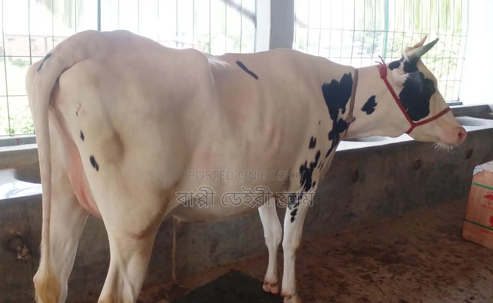 1736 no. Dairy cow of good breed.