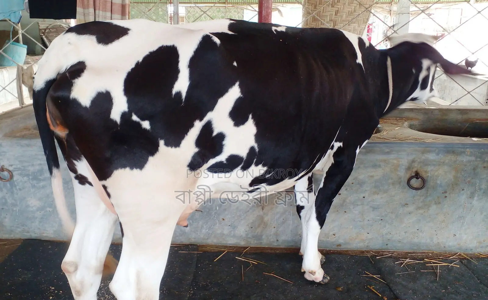 Cow number 1737 is for sale.