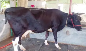 No. 1738 high-breed cow for sale.