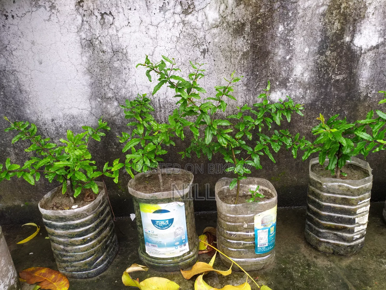 Pakistani pomegranate tree for sale
