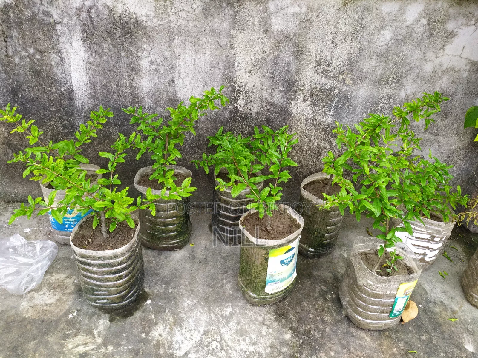 Pakistani pomegranate tree for sale