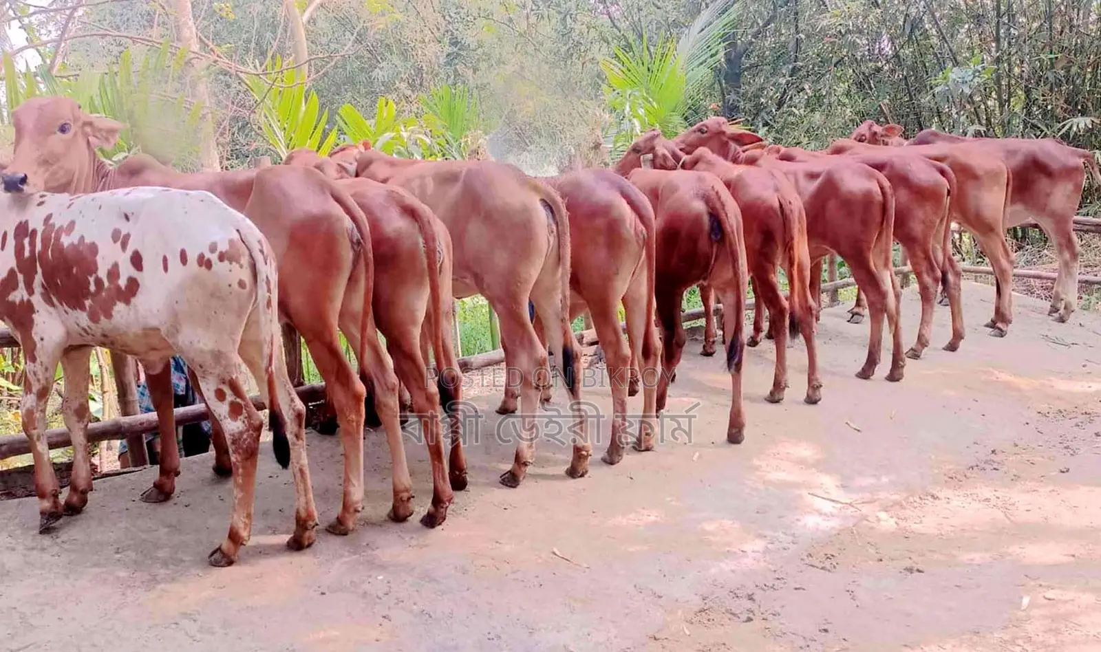 Sale of 1739 selected high-breed heifers, 11 pieces.