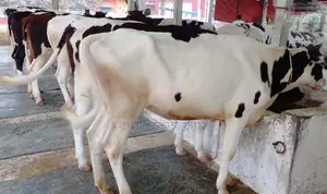 6 heifers of No. 1740 will be sold.