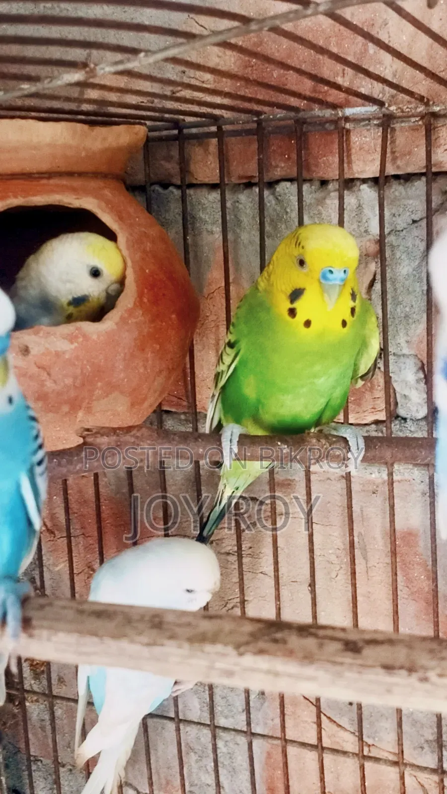 বাডিগারিক রানিং পাখি
