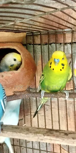 বাডিগারিক রানিং পাখি