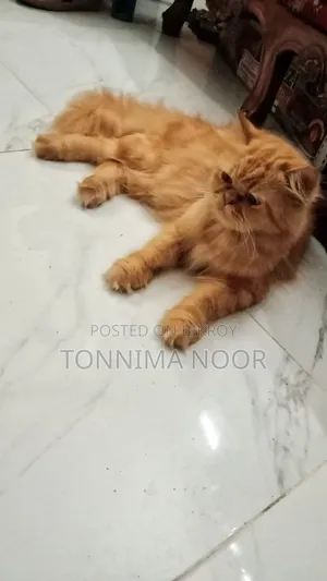 ১+ বছরের নারী বিশুদ্ধ জাতের পার্সিয়ান