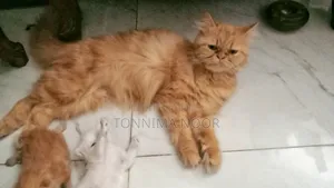 ১+ বছরের নারী বিশুদ্ধ জাতের পার্সিয়ান