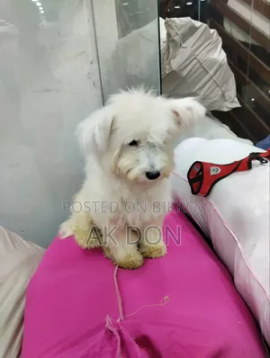 6-12 months Female Purebred Briard