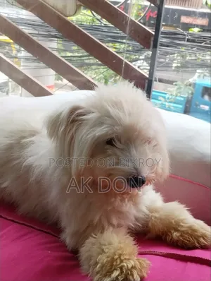 ৬-১২ মাসের ফিমেল পিওরব্রেড ব্রিয়ার্ড