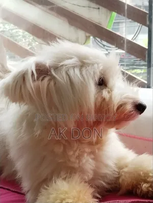 ৬-১২ মাসের ফিমেল পিওরব্রেড ব্রিয়ার্ড