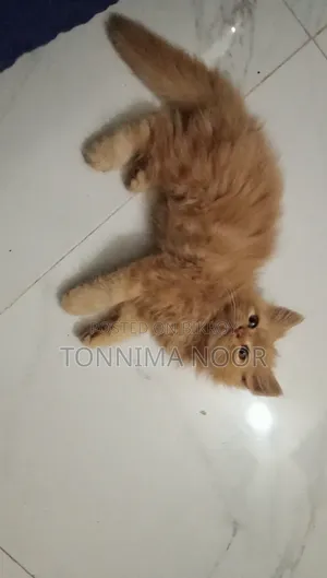 ১+ বছরের নারী বিশুদ্ধ জাতের পার্সিয়ান