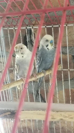 বাজুরিকা রানিং পাখি।