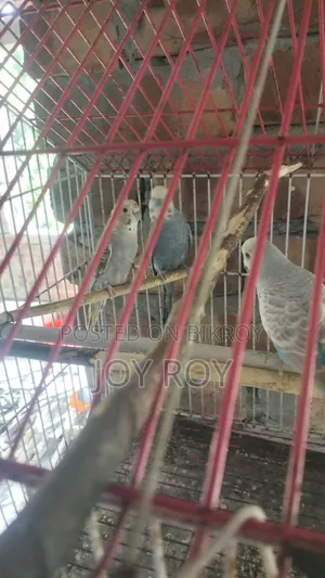 বাজুরিকা রানিং পাখি।