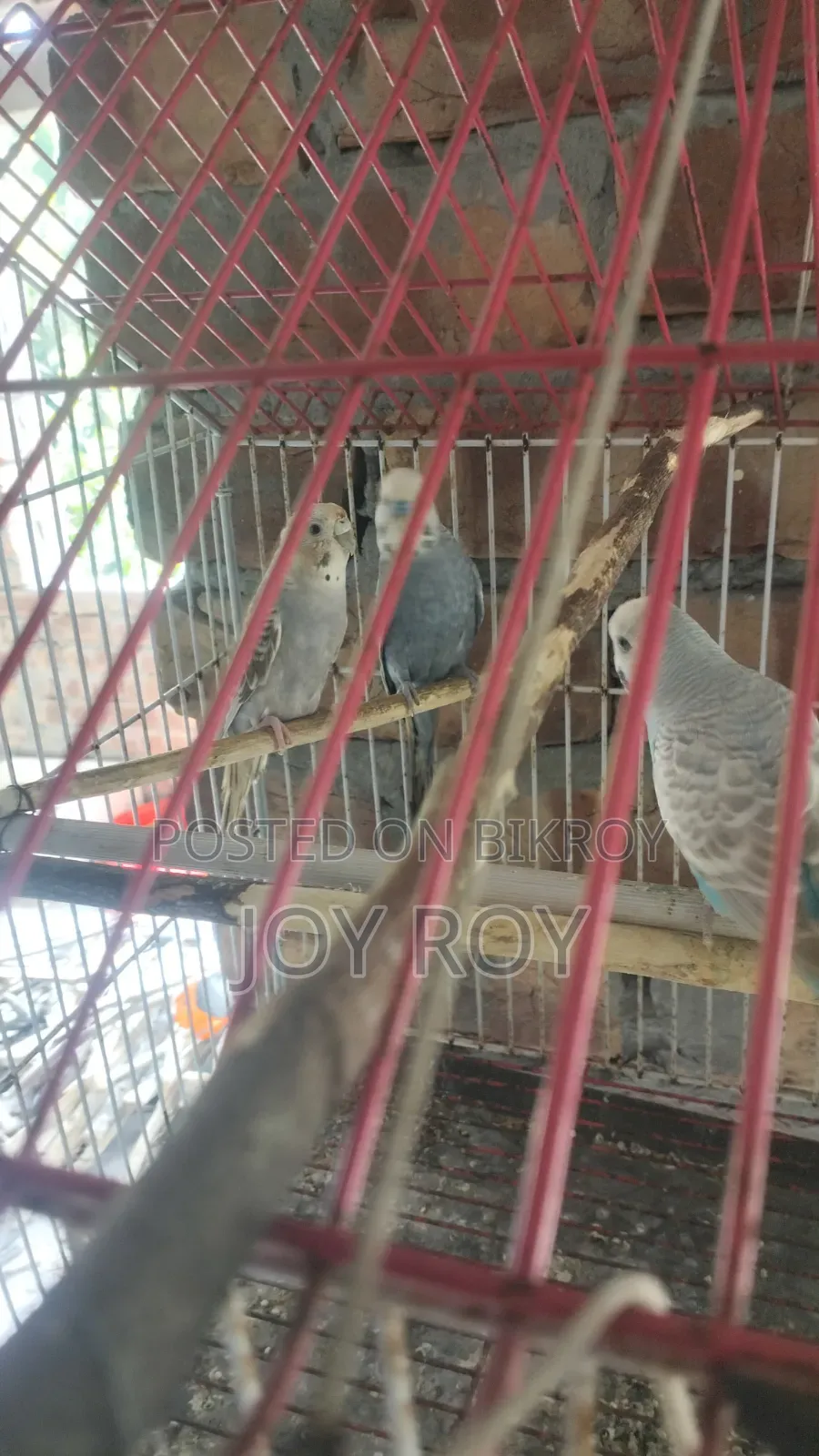 বাজুরিকা রানিং পাখি।