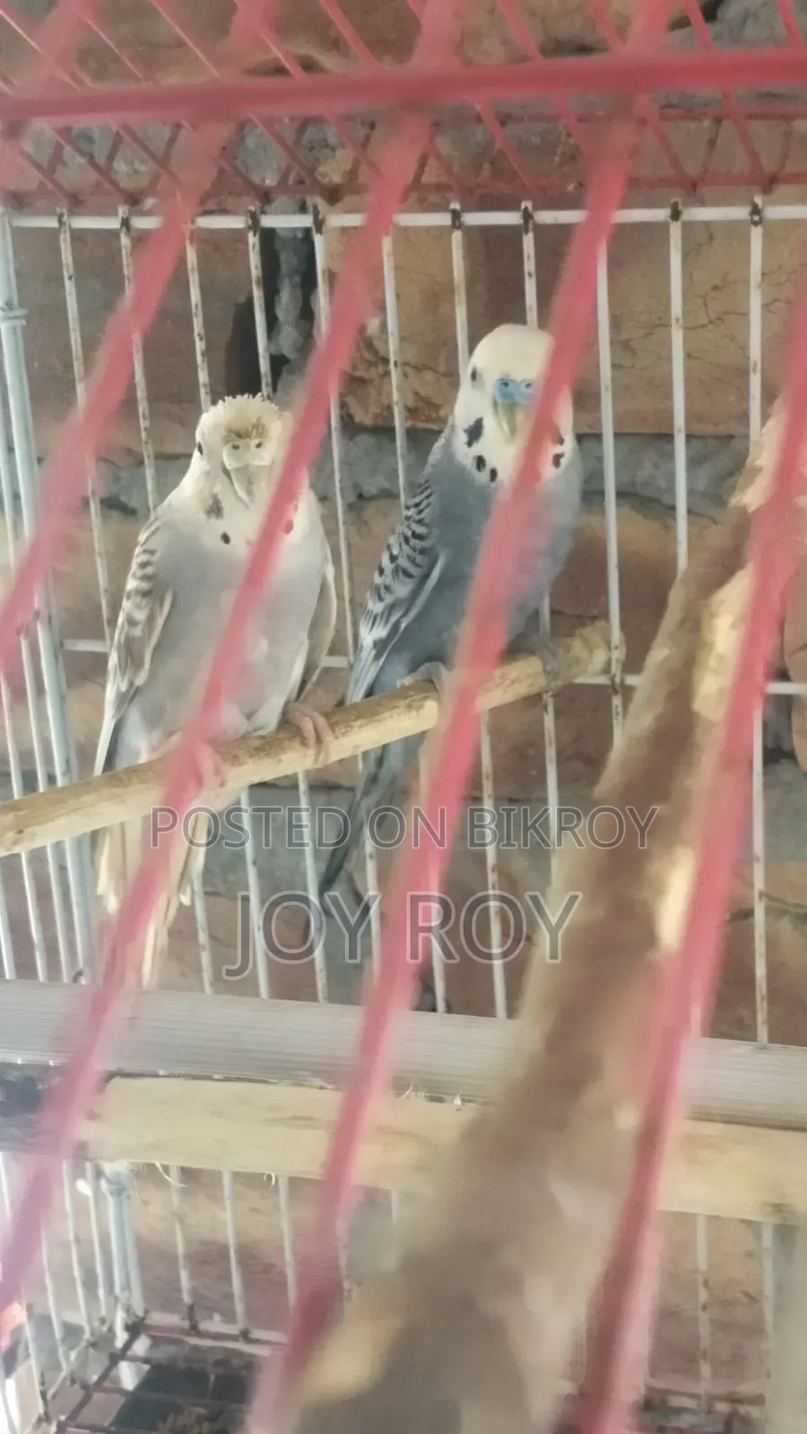 বাজুরিকা রানিং পাখি।