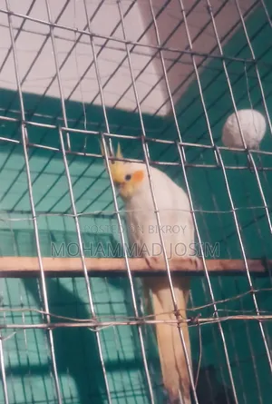 আমার কাছে ফিমেল আছে পরিবর্তন করব কারো কাছে মেল থাকল ইনবক্স