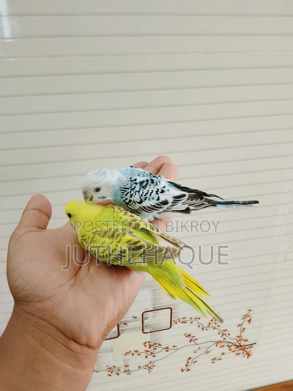 বাড্রিগার পাখি