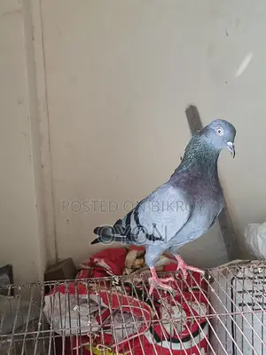 Homing Pigeon
