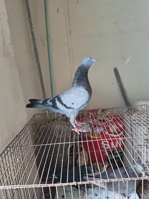 Homing Pigeon