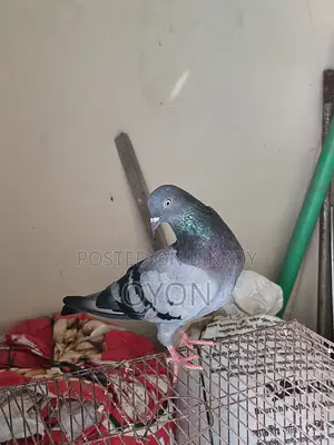 Homing Pigeon