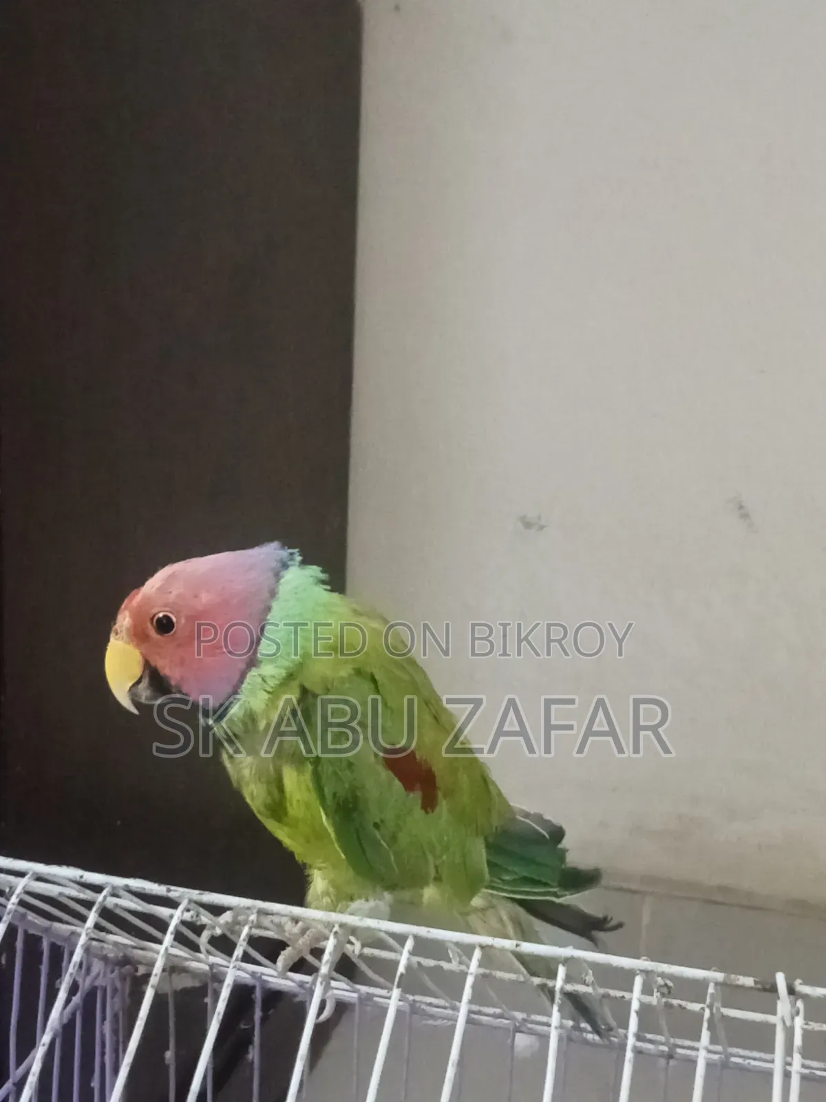 হিরামন টিয়া পাখি