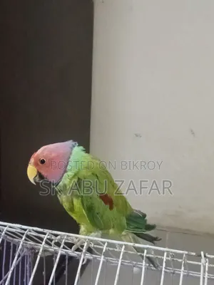 হিরামন টিয়া পাখি